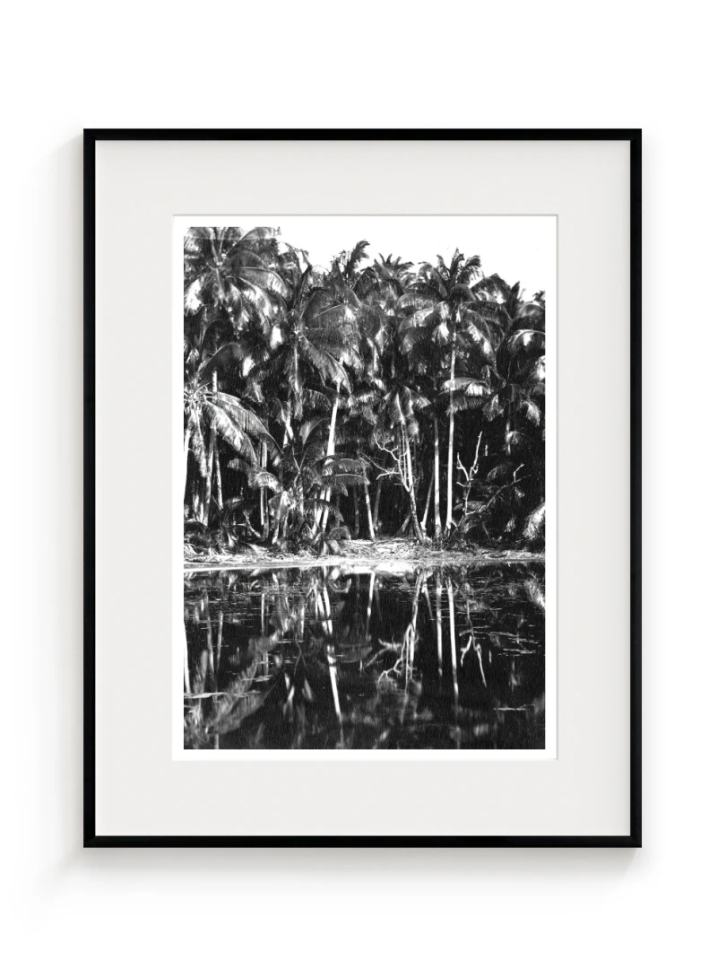 Palmy, Charles Spitz, 19. storočie