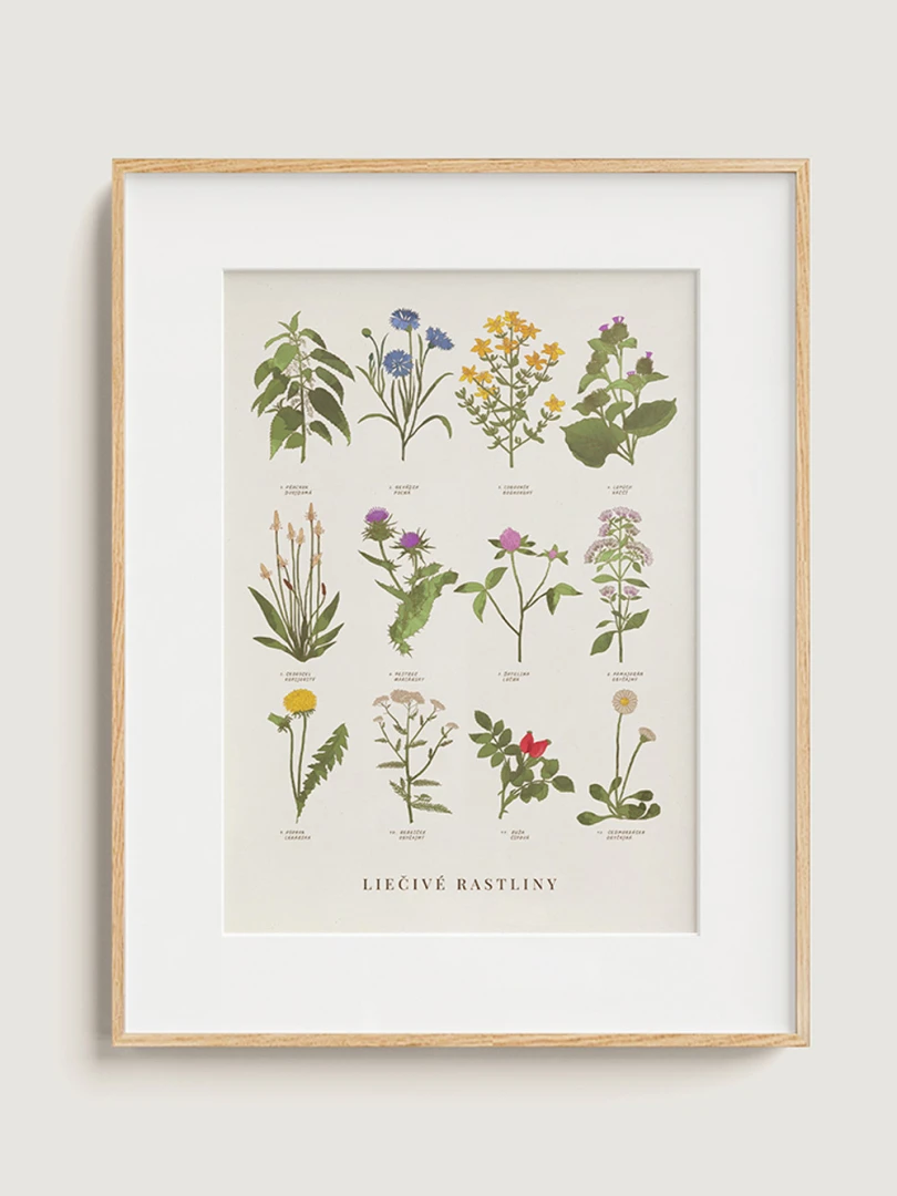 Medicinal plants / Slovakia