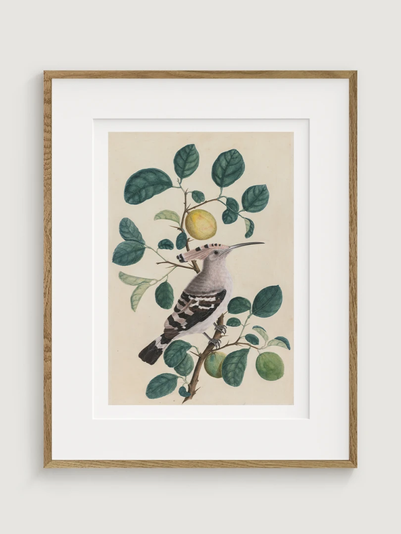 Dudok na vetve citrusového stromu, neznámy umelec, c.1800