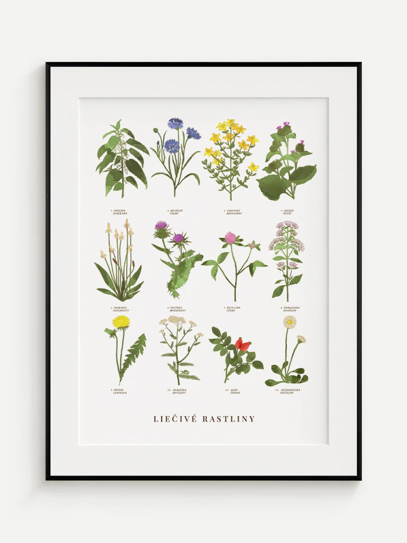 Liečivé Rastliny A2