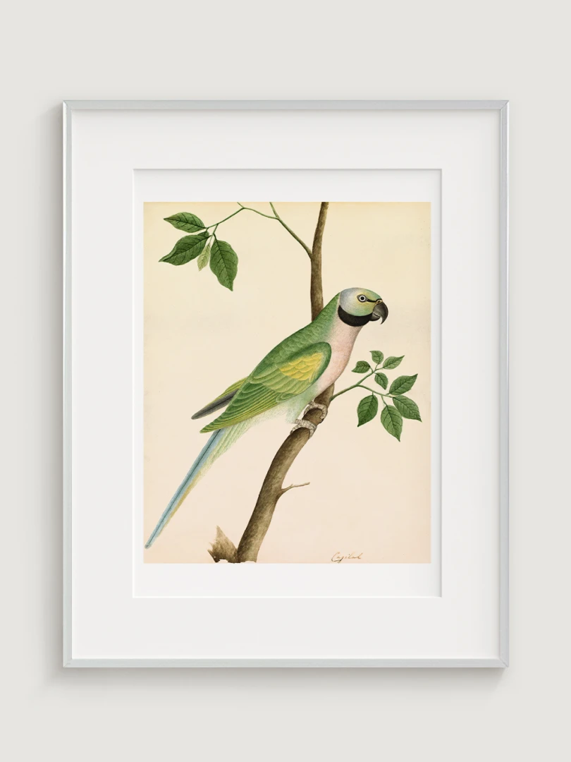 Zelený Papagáj, neznámy umelec, c.1820