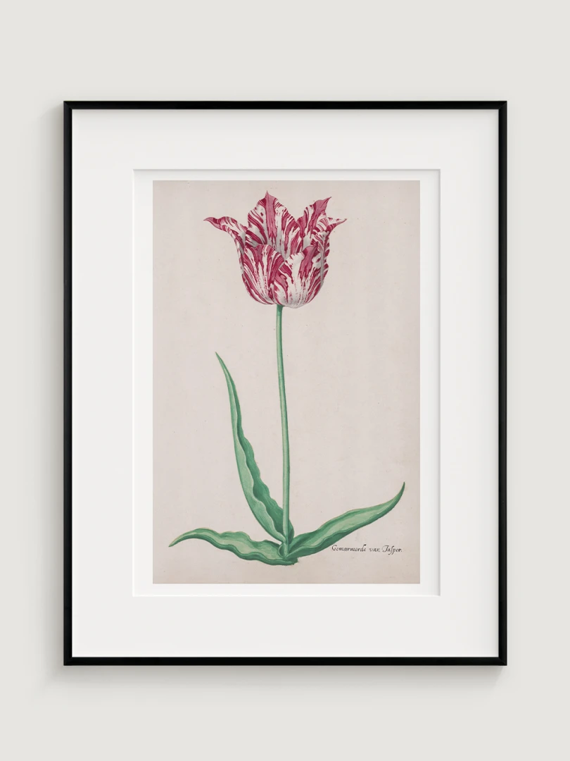 Tulipán (Gemarmerde van Jasper), Pieter Holsteyn II, c.1645